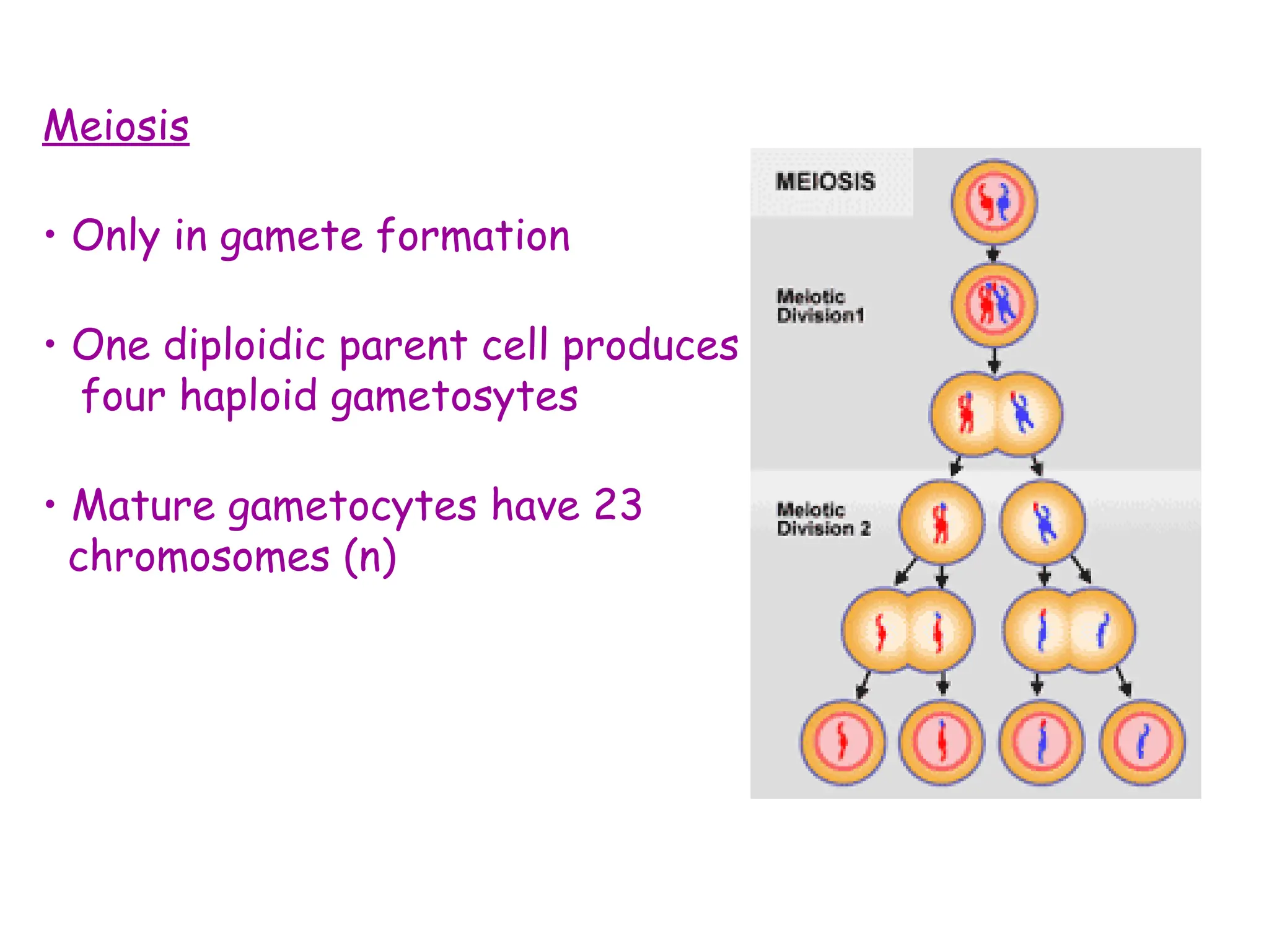 Meiosis
• Only in gamete formation
• One diploidic parent cell produces
four haploid gametosytes
• Mature gametocytes have 23
chromosomes (n)
 