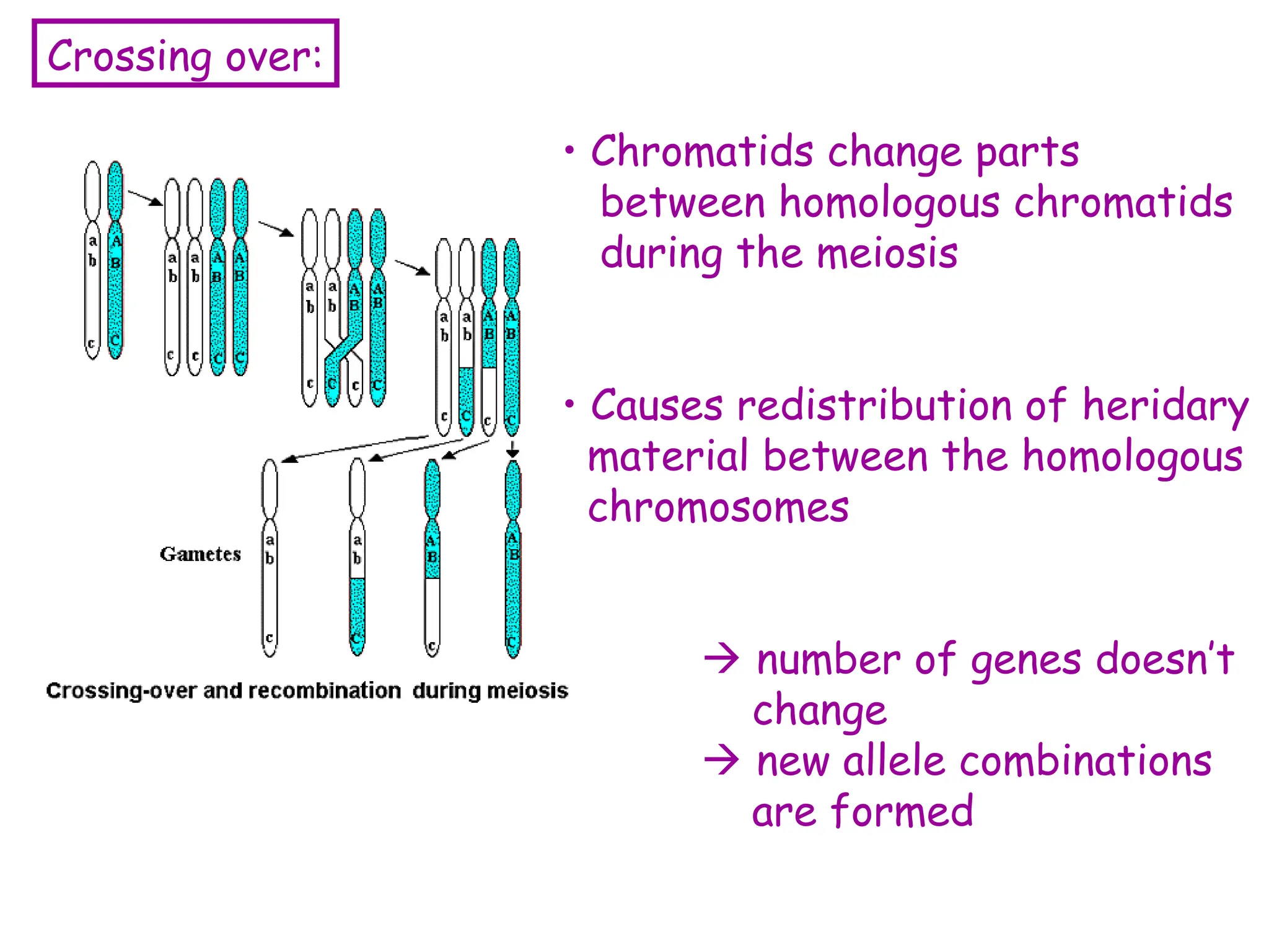 • Chromatids change parts
between homologous chromatids
during the meiosis
• Causes redistribution of heridary
material between the homologous
chromosomes
 number of genes doesn’t
change
 new allele combinations
are formed
Crossing over:
 