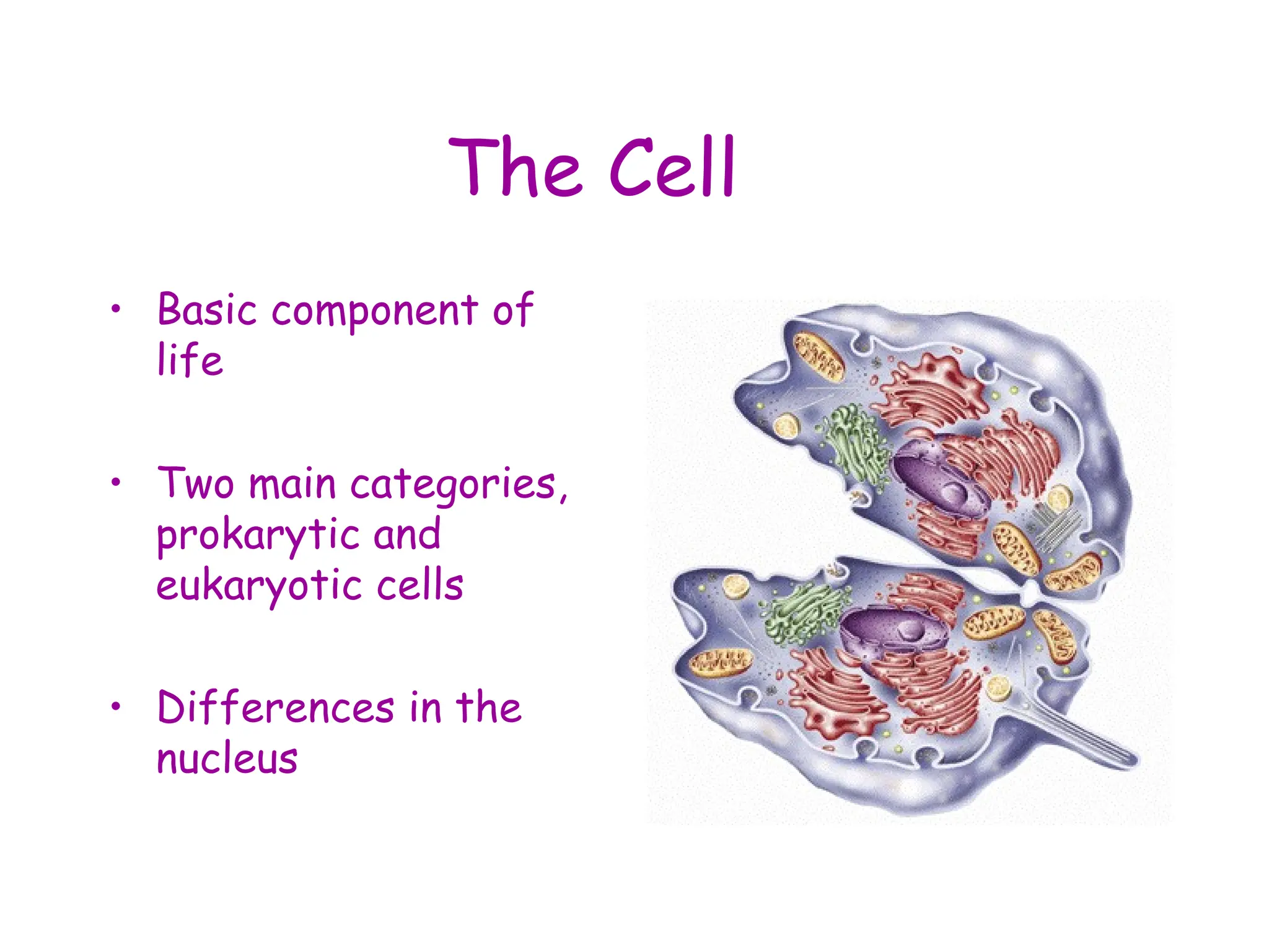 The Cell
• Basic component of
life
• Two main categories,
prokarytic and
eukaryotic cells
• Differences in the
nucleus
 