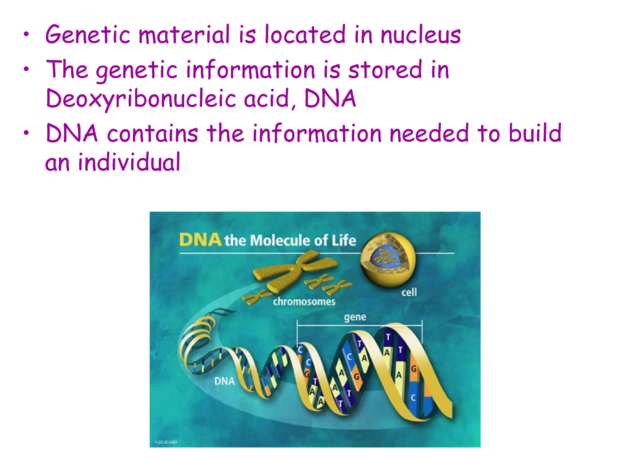 • Genetic material is located in nucleus
• The genetic information is stored in
Deoxyribonucleic acid, DNA
• DNA contains the information needed to build
an individual
 