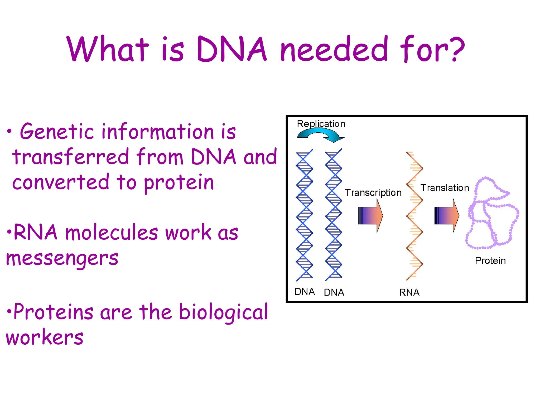 What is DNA needed for?
• Genetic information is
transferred from DNA and
converted to protein
•RNA molecules work as
messengers
•Proteins are the biological
workers
 