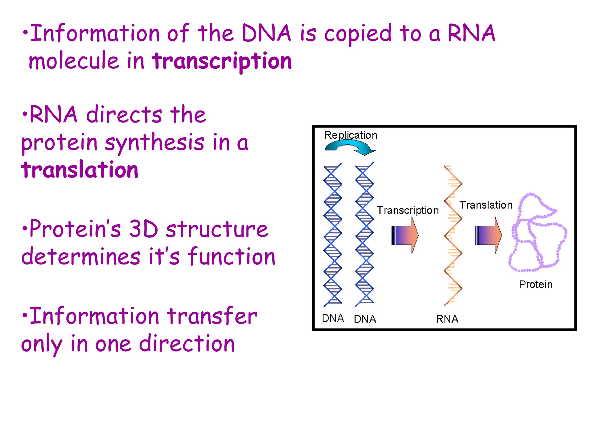 •Information of the DNA is copied to a RNA
molecule in transcription
•RNA directs the
protein synthesis in a
translation
•Protein’s 3D structure
determines it’s function
•Information transfer
only in one direction
 
