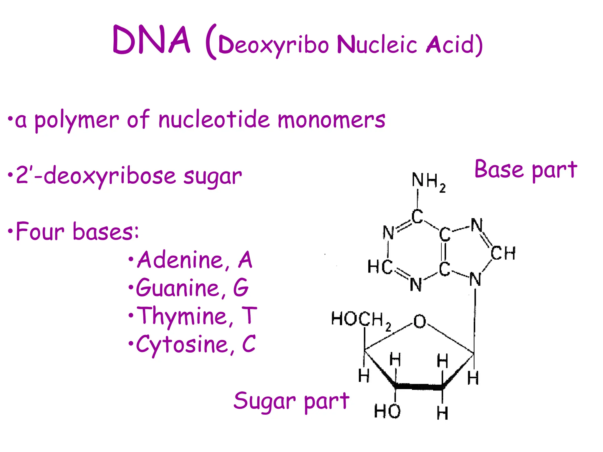DNA (Deoxyribo Nucleic Acid)
•a polymer of nucleotide monomers
•2’-deoxyribose sugar
•Four bases:
•Adenine, A
•Guanine, G
•Thymine, T
•Cytosine, C
Sugar part
Base part
 