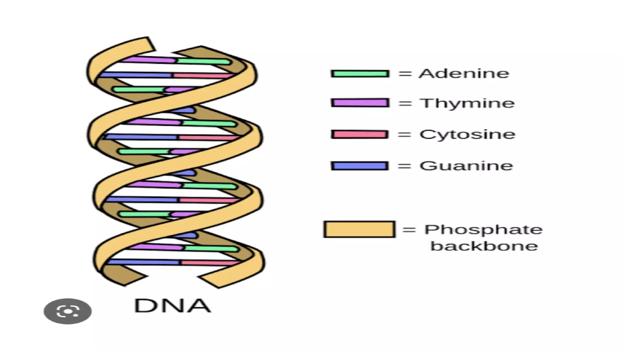 DNA and it's role in inheritance pptx.pdf