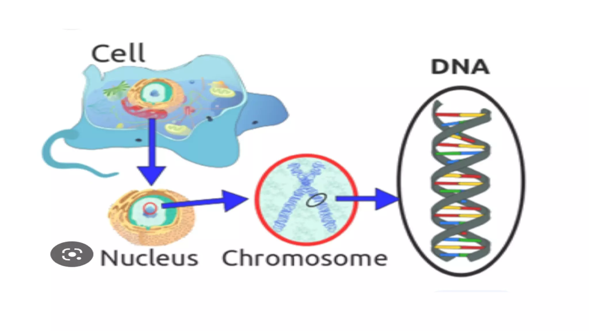 DNA and it's role in inheritance pptx.pdf