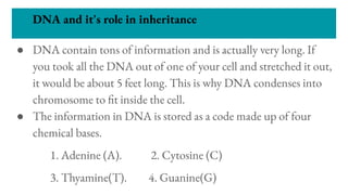 DNA and it's role in inheritance
● DNA contain tons of information and is actually very long. If
you took all the DNA out of one of your cell and stretched it out,
it would be about 5 feet long. This is why DNA condenses into
chromosome to t inside the cell.
● The information in DNA is stored as a code made up of four
chemical bases.
1. Adenine (A). 2. Cytosine (C)
3. Thyamine(T). 4. Guanine(G)
 