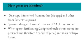How genes are inherited?
● One copy is inherited from mother (via eggs) and other
from father (via sperm).
● Sperm and egg each contain one set of 23 chromosomes
● When sperm fertilizes egg 2 copies of each chromosome are
present ( and therefore 2 copies of gene ) and so an embryo
forms.
 
