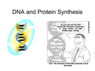 DNA and Protein Synthesis
 
