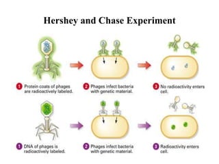 Hershey and Chase Experiment
 