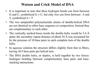 • It is important to note that three hydrogen bonds can form between
G and C, symbolized G  C, but only two can form between A and
T, symbolized A = T
• The two antiparallel polynucleotide chains of double-helical DNA
are not identical in either base sequence or composition. Instead they
are complementary to each other.
• The vertically stacked bases inside the double helix would be 3.4 Å
apart; the secondary repeat distance of about 34 Å was accounted for
by the presence of 10 base pairs in each complete turn of the double
helix.
• In aqueous solution the structure differs slightly from that in fibers,
having 10.5 base pairs per helical turn.
• The DNA double helix, or duplex, is held together by two forces:
hydrogen bonding between complementary base pairs and base-
stacking interactions.
Watson and Crick Model of DNA
 