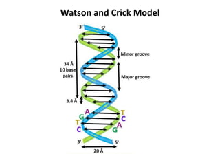 Watson and Crick Model
 