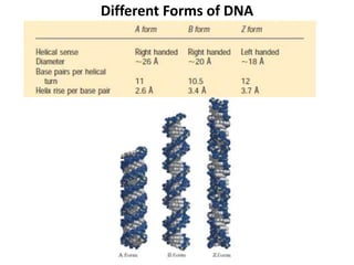 Different Forms of DNA
 