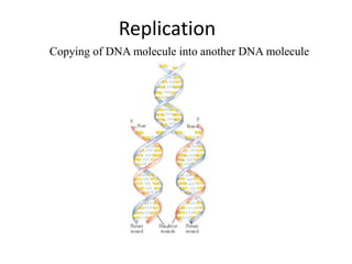 Replication
Copying of DNA molecule into another DNA molecule
 