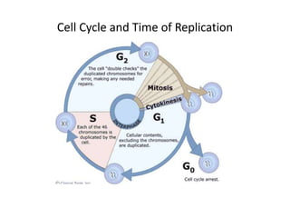 Cell Cycle and Time of Replication
 