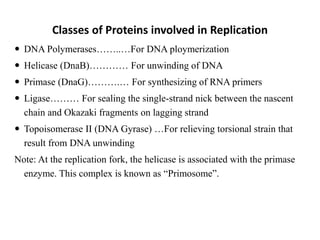 Classes of Proteins involved in Replication
 DNA Polymerases……..…For DNA ploymerization
 Helicase (DnaB)………… For unwinding of DNA
 Primase (DnaG)……….… For synthesizing of RNA primers
 Ligase……… For sealing the single-strand nick between the nascent
chain and Okazaki fragments on lagging strand
 Topoisomerase II (DNA Gyrase) …For relieving torsional strain that
result from DNA unwinding
Note: At the replication fork, the helicase is associated with the primase
enzyme. This complex is known as “Primosome”.
 