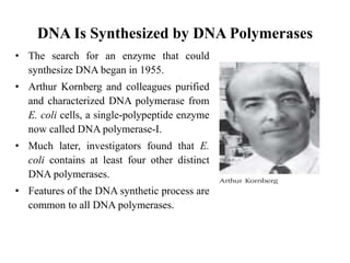 DNA Is Synthesized by DNA Polymerases
• The search for an enzyme that could
synthesize DNA began in 1955.
• Arthur Kornberg and colleagues purified
and characterized DNA polymerase from
E. coli cells, a single-polypeptide enzyme
now called DNA polymerase-I.
• Much later, investigators found that E.
coli contains at least four other distinct
DNA polymerases.
• Features of the DNA synthetic process are
common to all DNA polymerases.
 