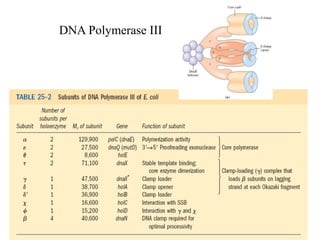 DNA Polymerase III
 