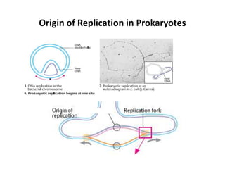 Origin of Replication in Prokaryotes
 