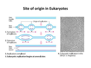 Site of origin in Eukaryotes
 