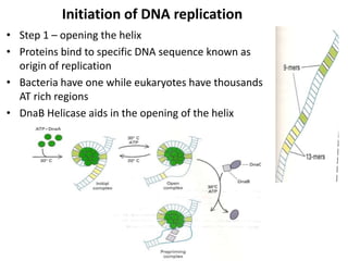 Initiation of DNA replication
• Step 1 – opening the helix
• Proteins bind to specific DNA sequence known as
origin of replication
• Bacteria have one while eukaryotes have thousands
AT rich regions
• DnaB Helicase aids in the opening of the helix
 