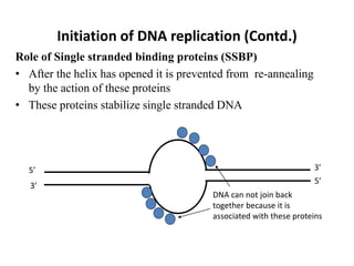 Initiation of DNA replication (Contd.)
Role of Single stranded binding proteins (SSBP)
• After the helix has opened it is prevented from re-annealing
by the action of these proteins
• These proteins stabilize single stranded DNA
5’
5’
3’
3’
DNA can not join back
together because it is
associated with these proteins
 