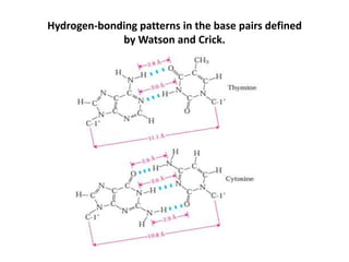 Hydrogen-bonding patterns in the base pairs defined
by Watson and Crick.
 