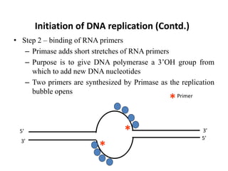 Initiation of DNA replication (Contd.)
• Step 2 – binding of RNA primers
– Primase adds short stretches of RNA primers
– Purpose is to give DNA polymerase a 3’OH group from
which to add new DNA nucleotides
– Two primers are synthesized by Primase as the replication
bubble opens
5’
5’
3’
3’
*
*
Primer
*
 