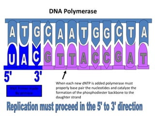 RNA Primer made
By primase
DNA Polymerase
When each new dNTP is added polymerase must
properly base pair the nucleotides and catalyze the
formation of the phosphodiester backbone to the
daughter strand
 