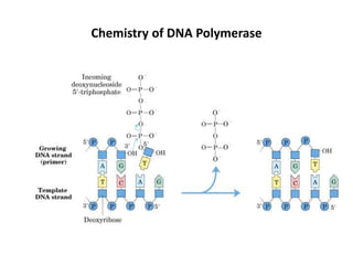 Chemistry of DNA Polymerase
 