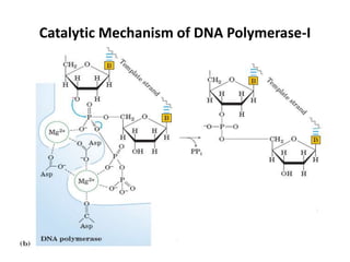 Catalytic Mechanism of DNA Polymerase-I
 