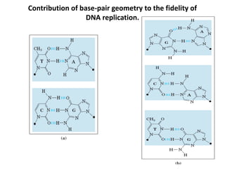 Contribution of base-pair geometry to the fidelity of
DNA replication.
 
