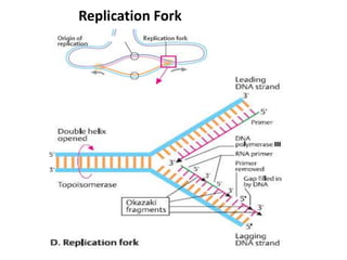 Replication Fork
 