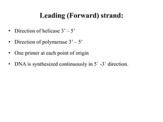 Leading (Forward) strand:
• Direction of helicase 3’ – 5’
• Direction of polymerase 3’ – 5’
• One primer at each point of origin
• DNA is synthesized continuously in 5` -3` direction.
 