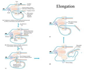 Elongation
 