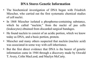 DNA Stores Genetic Information
• The biochemical investigation of DNA began with Friedrich
Miescher, who carried out the first systematic chemical studies
of cell nuclei.
• In 1868 Miescher isolated a phosphorus-containing substance,
which he called “nuclein,” from the nuclei of pus cells
(leukocytes) obtained from discarded surgical bandages.
• He found nuclein to consist of an acidic portion, which we know
today as DNA, and a basic portion, protein.
• Miescher and many others suspected that nuclein (nucleic acid)
was associated in some way with cell inheritance.
• But the first direct evidence that DNA is the bearer of genetic
information came in 1944 through a discovery made by Oswald
T. Avery, Colin MacLeod, and Maclyn McCarty.
 
