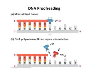 DNA Proofreading
 