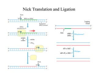 Nick Translation and Ligation
 