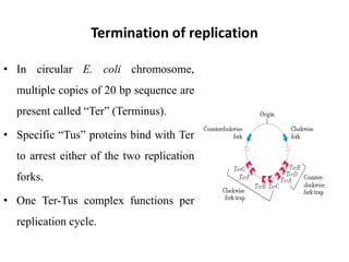 Termination of replication
• In circular E. coli chromosome,
multiple copies of 20 bp sequence are
present called “Ter” (Terminus).
• Specific “Tus” proteins bind with Ter
to arrest either of the two replication
forks.
• One Ter-Tus complex functions per
replication cycle.
 