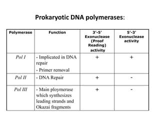 Polymerase Function 3’-5’
Exonuclease
(Proof
Reading)
activity
5’-3’
Exonuclease
activity
Pol I - Implicated in DNA
repair
- Primer removal
+ +
Pol II - DNA Repair + -
Pol III - Main ploymerase
which synthesizes
leading strands and
Okazai fragments
+ -
Prokaryotic DNA polymerases:
 