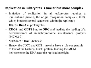Replication in Eukaryotes is similar but more complex
• Initiation of replication in all eukaryotes requires a
multisubunit protein, the origin recognition complex (ORC),
which binds to several sequences within the replicator.
• ORC = DnaA in prokaryotes
• CDC6 and CDT1 bind to ORC and mediate the loading of a
heterohexamer of minichromosome maintenance proteins
(MCM2-7)
• MCM2-7 = DnaB helicase
• Hence, the CDC6 and CDT1 proteins have a role comparable
to that of the bacterial DnaC protein, loading the MCM
helicase onto the DNA near the replication origin.
 