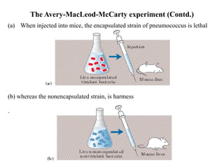 The Avery-MacLeod-McCarty experiment (Contd.)
(a) When injected into mice, the encapsulated strain of pneumococcus is lethal
(b) whereas the nonencapsulated strain, is harmess
.
 