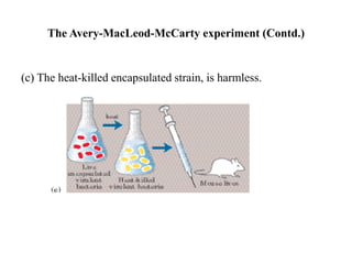 (c) The heat-killed encapsulated strain, is harmless.
The Avery-MacLeod-McCarty experiment (Contd.)
 