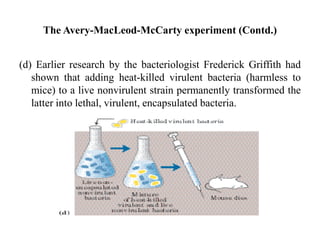 (d) Earlier research by the bacteriologist Frederick Griffith had
shown that adding heat-killed virulent bacteria (harmless to
mice) to a live nonvirulent strain permanently transformed the
latter into lethal, virulent, encapsulated bacteria.
The Avery-MacLeod-McCarty experiment (Contd.)
 