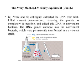 • (e) Avery and his colleagues extracted the DNA from heat-
killed virulent pneumococci, removing the protein as
completely as possible, and added this DNA to nonvirulent
bacteria. The DNA gained entrance into the nonvirulent
bacteria, which were permanently transformed into a virulent
strain
The Avery-MacLeod-McCarty experiment (Contd.)
 