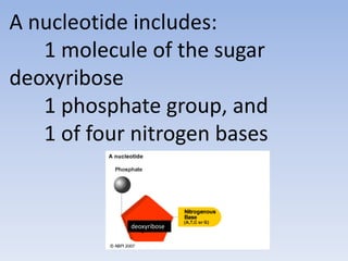 A nucleotide includes:
   1 molecule of the sugar
deoxyribose
   1 phosphate group, and
   1 of four nitrogen bases


    ...