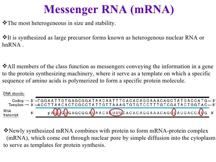 dna vs rna