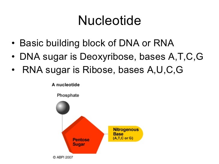 building blocks of dna building blocks of dna