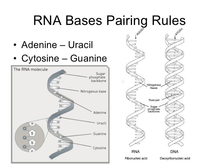 Dna and rna