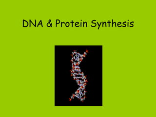 DNA & Protein Synthesis 