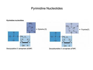 Pyrimidine Nucleotides
 